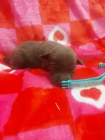 Baby Ruth, a female Labrador Retriever for sale in Rocky Mount, VA – Photo 2 of 2