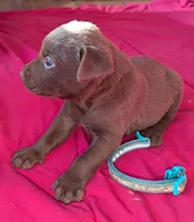 Baby Ruth, a female Labrador Retriever for sale in Rocky Mount, VA – Photo 1 of 2