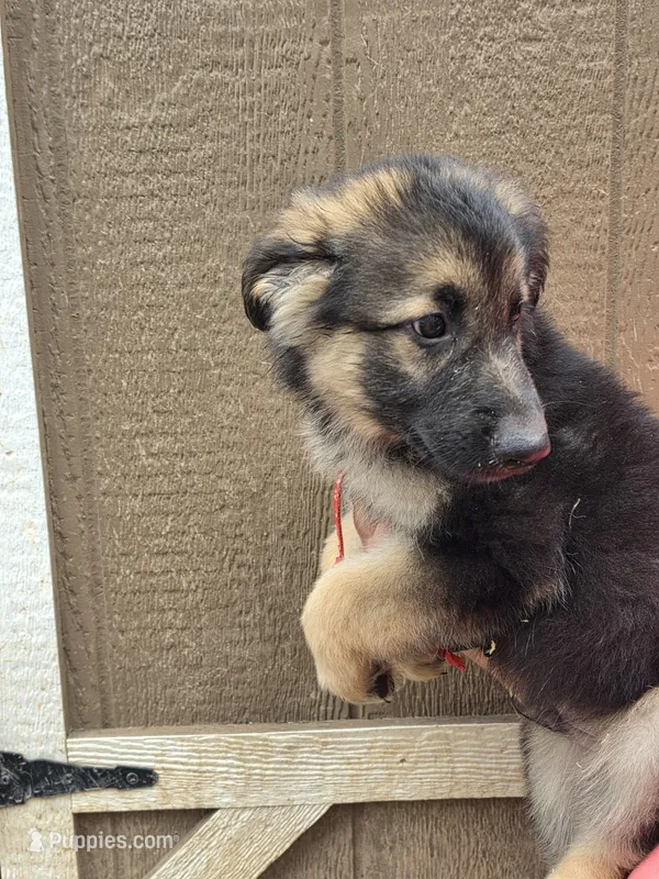 Dr. Dorian – German Shepherd Dog puppy for sale in Rocky Mount, VA