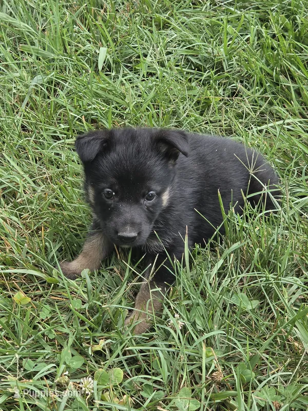 Mr Homer – German Shepherd Dog puppy for sale in Rocky Mount, VA