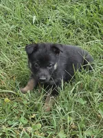 Mr Homer, a male German Shepherd Dog for sale in Rocky Mount, VA – 1 of 3