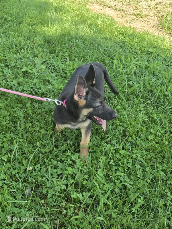 Aranea – German Shepherd Dog puppy for sale in Rocky Mount, VA