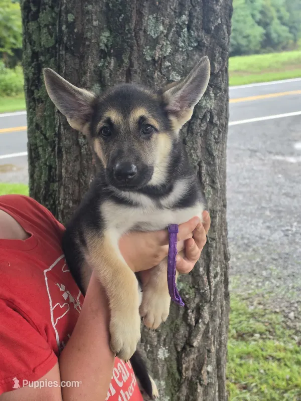 Mrs. Arable – German Shepherd Dog puppy for sale in Rocky Mount, VA