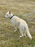 Rafiki, a male German Shepherd Dog for sale in Rocky Mount, VA – 5 of 5