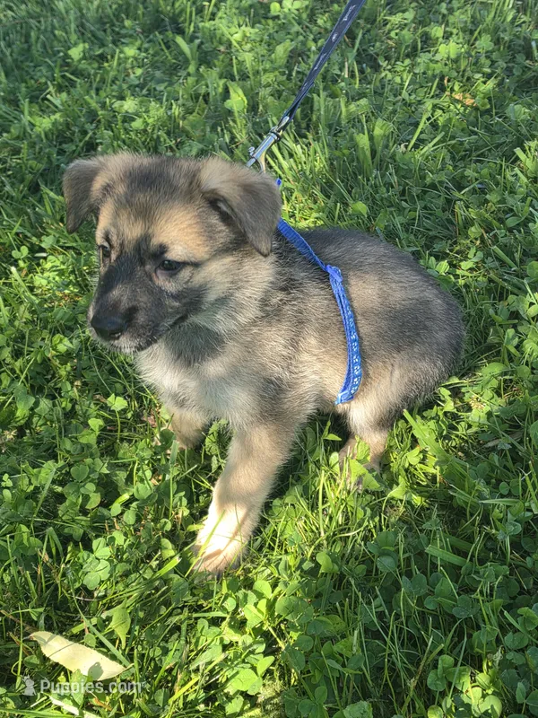 Mufasa – German Shepherd Dog puppy for sale in Rocky Mount, VA