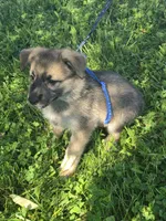 Mufasa, a male German Shepherd Dog for sale in Rocky Mount, VA – 1 of 8