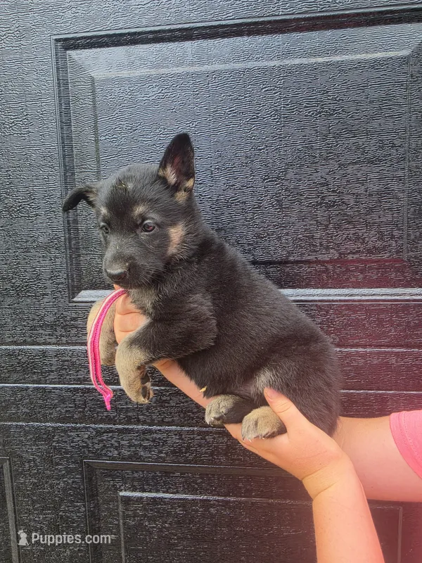 Aranea – German Shepherd Dog puppy for sale in Rocky Mount, VA