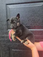 Aranea, a female German Shepherd Dog for sale in Rocky Mount, VA – 1 of 4