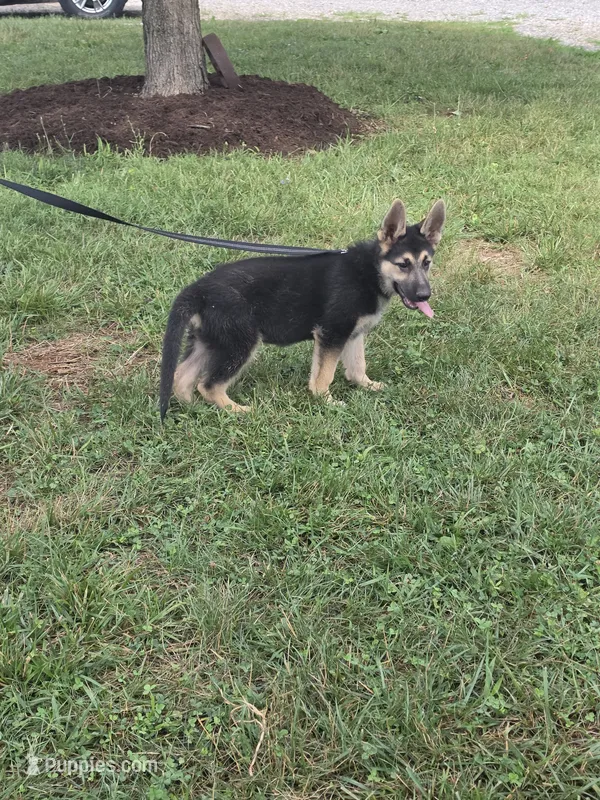Rafiki – German Shepherd Dog puppy for sale in Rocky Mount, VA