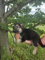 Joy, a female German Shepherd Dog for sale in Rocky Mount, VA – 2 of 2
