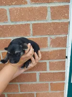 Fern, a female German Shepherd Dog for sale in Rocky Mount, VA – 2 of 4