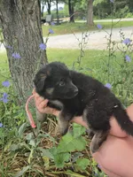 Fern, a female German Shepherd Dog for sale in Rocky Mount, VA – 2 of 6