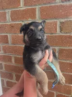 Wilbur, a male German Shepherd Dog for sale in Rocky Mount, VA – 4 of 5