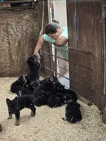 Wilbur, a male German Shepherd Dog for sale in Rocky Mount, VA – 2 of 5
