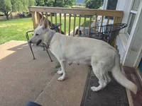Nala, a female German Shepherd Dog for sale in Rocky Mount, VA – Photo 2 of 2