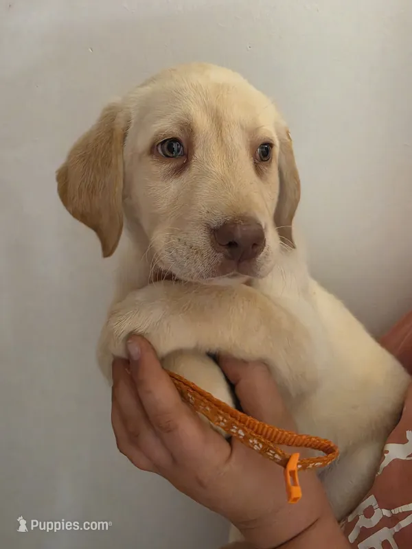 Danny Williams  – Labrador Retriever puppy for sale in Rocky Mount, VA