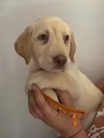 Danny Williams , a male Labrador Retriever for sale in Rocky Mount, VA – 1 of 5