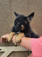 Lurvy, a male German Shepherd Dog for sale in Rocky Mount, VA – 5 of 9