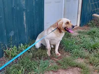 Lou, a male Labrador Retriever for sale in Rocky Mount, VA – 9 of 10