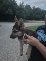 Nala, a female German Shepherd Dog for sale in Rocky Mount, VA – 2 of 10