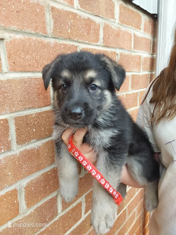 Rafiki – German Shepherd Dog puppy for sale in Rocky Mount, VA