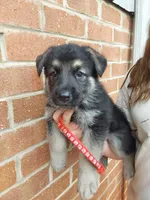 Rafiki, a male German Shepherd Dog for sale in Rocky Mount, VA – 5 of 10