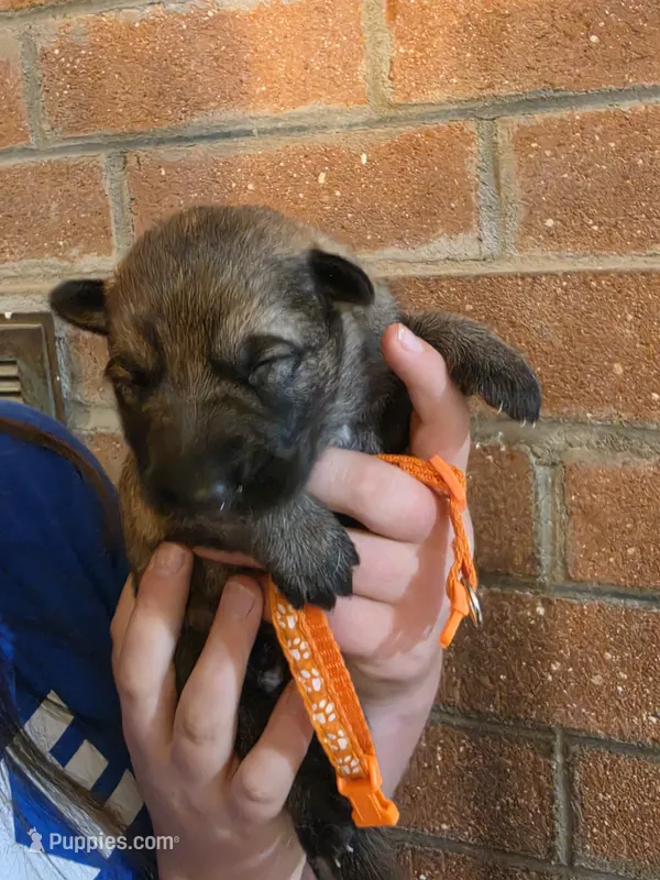 Taka – German Shepherd Dog puppy for sale in Rocky Mount, VA