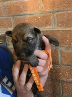 Taka, a male German Shepherd Dog for sale in Rocky Mount, VA – 1 of 3