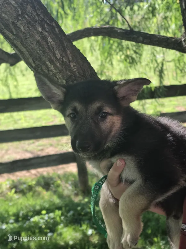Pumbaa – German Shepherd Dog puppy for sale in Rocky Mount, VA