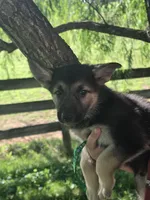 Pumbaa, a male German Shepherd Dog for sale in Rocky Mount, VA – 1 of 7