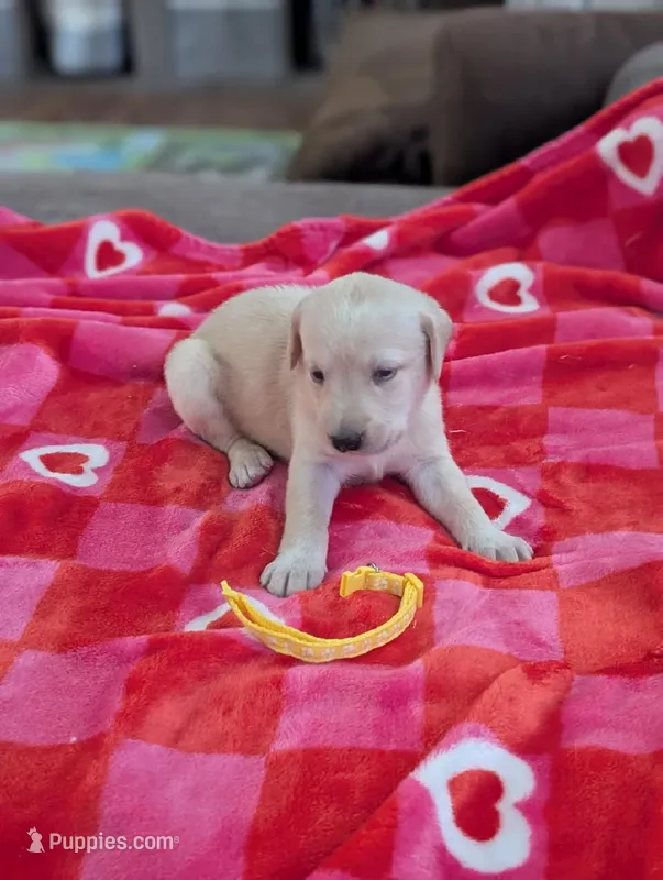 Mindy – Labrador Retriever puppy for sale in Rocky Mount, VA