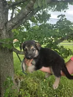 Joy, a female German Shepherd Dog for sale in Rocky Mount, VA – 1 of 2