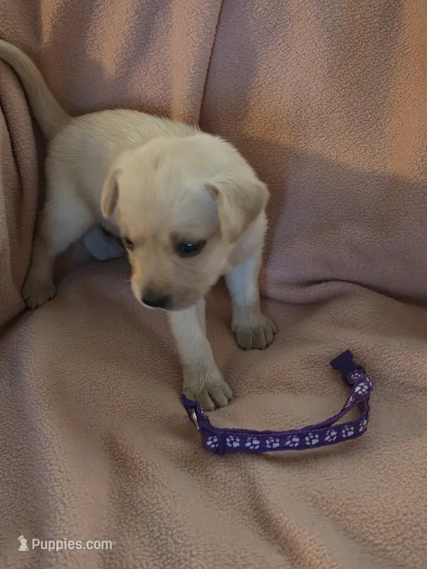 Breeze – Labrador Retriever puppy for sale in Rocky Mount, VA