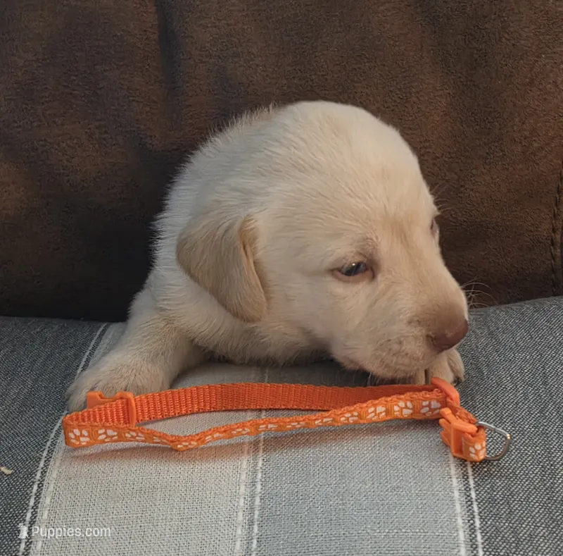 Danny Williams  – Labrador Retriever puppy for sale in Rocky Mount, VA