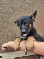 Lurvy, a male German Shepherd Dog for sale in Rocky Mount, VA – 3 of 9