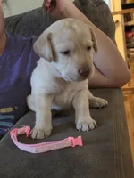 Tani Rey , a female Labrador Retriever for sale in Rocky Mount, VA – 2 of 2