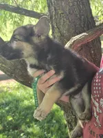Pumbaa, a male German Shepherd Dog for sale in Rocky Mount, VA – 2 of 7