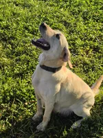 Grace, a female Labrador Retriever for sale in Rocky Mount, VA – 2 of 5