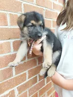 Kovu, a male German Shepherd Dog for sale in Rocky Mount, VA – 1 of 2