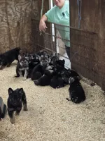 Mr Homer, a male German Shepherd Dog for sale in Rocky Mount, VA – 2 of 3