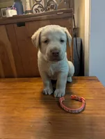Sage, a male Labrador Retriever for sale in Rocky Mount, VA – Photo 3 of 10