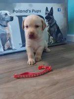 Sage, a male Labrador Retriever for sale in Rocky Mount, VA – Photo 9 of 10