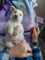 Sage, a male Labrador Retriever for sale in Rocky Mount, VA – Photo 10 of 10