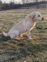 Sage, a male Labrador Retriever for sale in Rocky Mount, VA – Photo 5 of 10