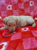 Sage, a male Labrador Retriever for sale in Rocky Mount, VA – Photo 2 of 10