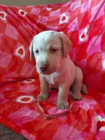 Sage, a male Labrador Retriever for sale in Rocky Mount, VA – Photo 6 of 10