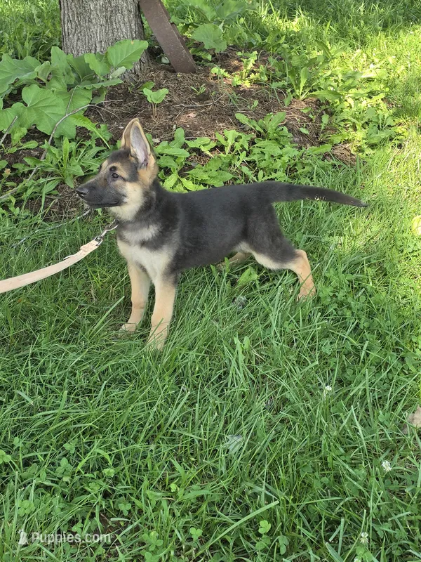 Avery – German Shepherd Dog puppy for sale in Rocky Mount, VA