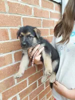 Kovu, a male German Shepherd Dog for sale in Rocky Mount, VA – 2 of 2