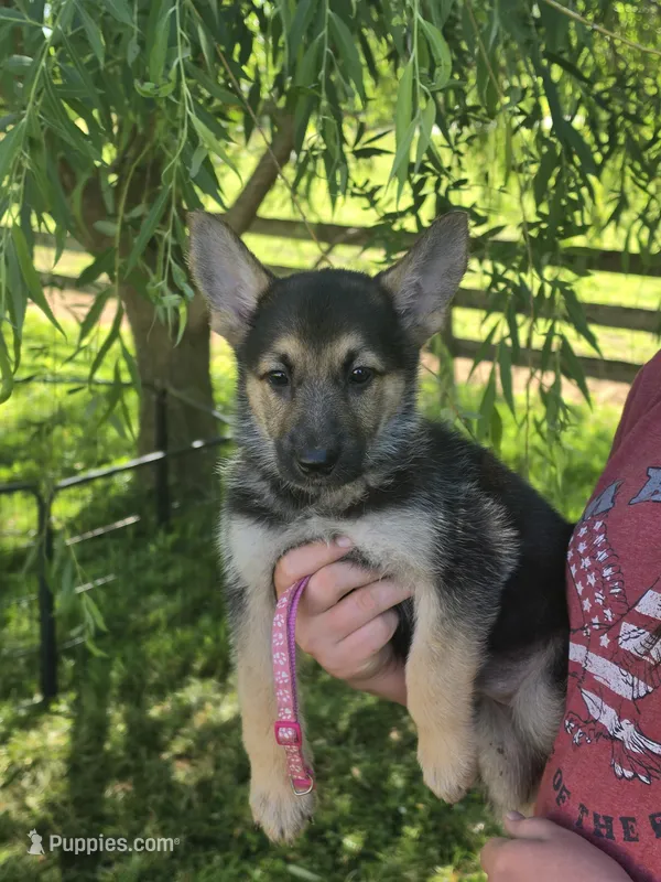 Nala – German Shepherd Dog puppy for sale in Rocky Mount, VA