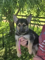 Nala, a female German Shepherd Dog for sale in Rocky Mount, VA – 3 of 10